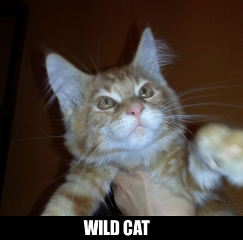 WILD-CAT