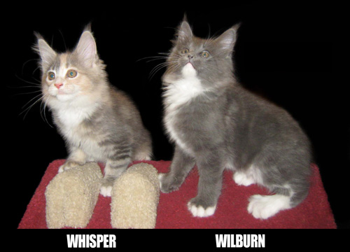 whisper-e-wilburn_OK