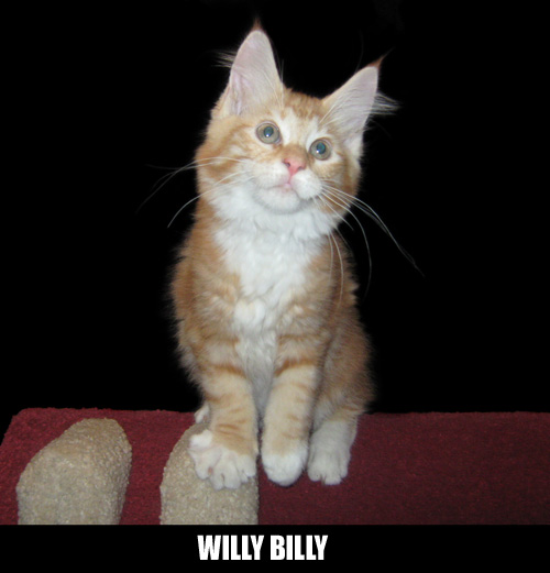 willy-billy-ok-da-sostituire